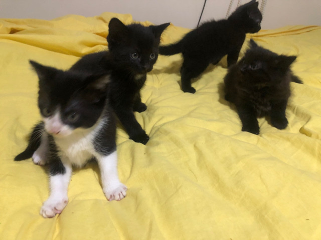 British Shorthair – 4 healthy female kittens- 1 Maine **** 3 Shorthair