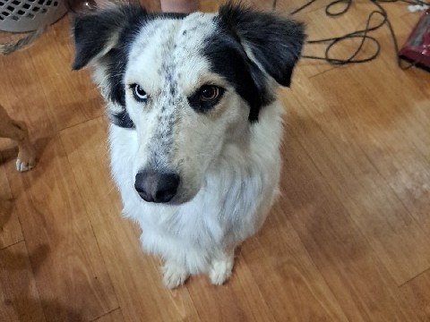 Border Collie – Levi – Fort Bliss