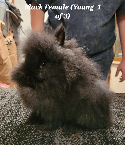 Lionhead – Rabbits