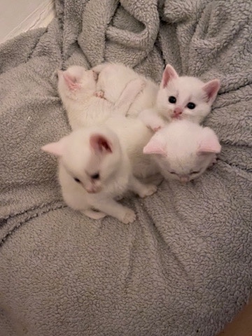 British Shorthair – 100% white kittens