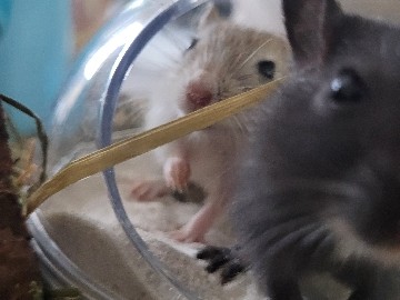 Gerbil – 2 junge mänliche Rennmäuse – Berlin