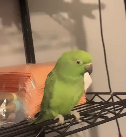 African ring neck parrot