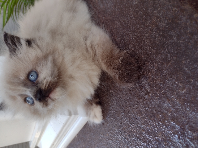 Himalayan – Himalayan kitten and 2yr old Torti Himalayan
