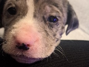 sammie – Wichita Falls