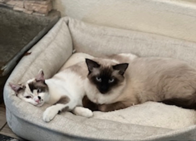 Siamese – cats