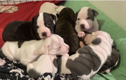 American Pit Bull Terrier – puppies in need of loving home