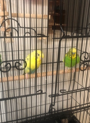 Indian Ringneck Parakeet – 2 Parakeets need home