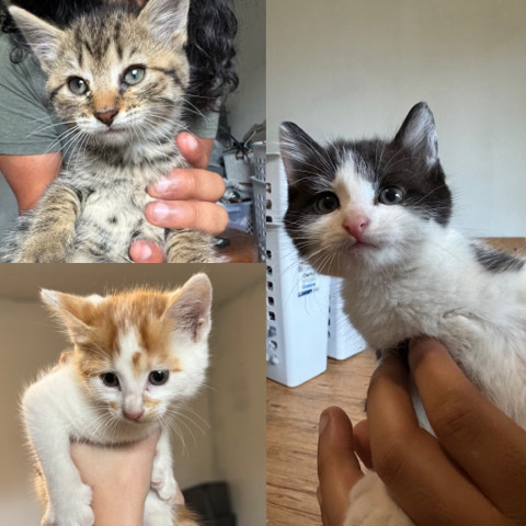 Free kittens.