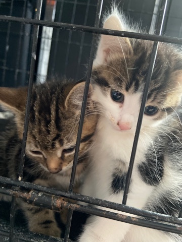 Persian (Traditional) – kittens