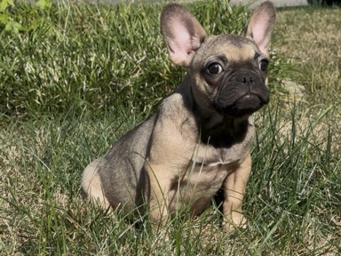French Bulldog – Female Frenchie Available – Charlotte