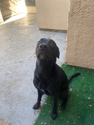 Labrador Retriever – Rehoming Lab/Golden