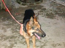 german shepherd, ***