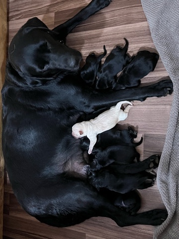 Labrador Retriever – Labrador Puppies AKC