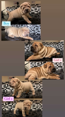Shar pei puppies 