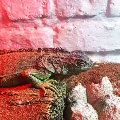 iguana – baby iguana