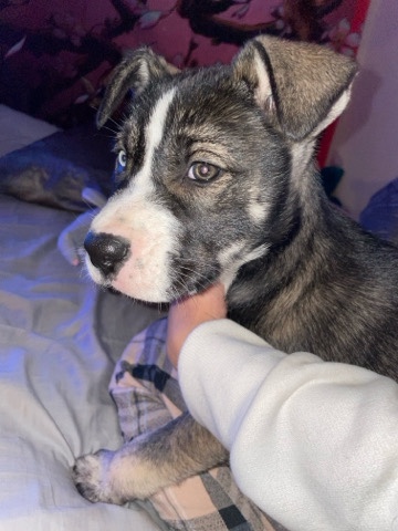 American Pit Bull Terrier – Kaura