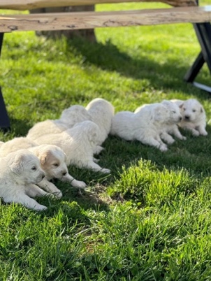 Great Pyrenees – Female Pyrenees/Maremma