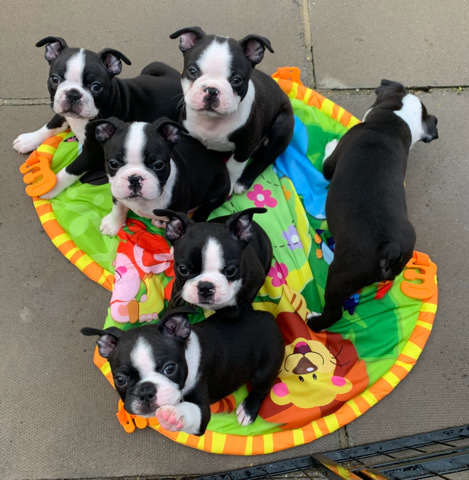 Boston Terrier – Boston Terrier - puppy - KC Register