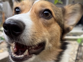Appenzeller Sennenhund – Our baby Yoda needs a new family – Redwood City