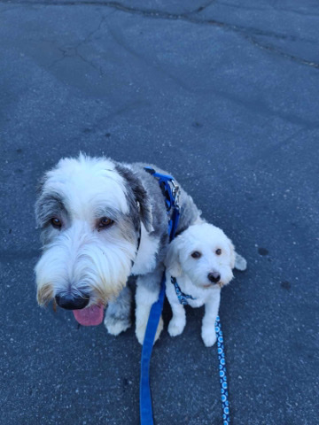 Poodle – Two amazing dogs