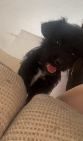 Poodle – puppy for sale!!