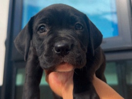 Staffordshire Bull Terrier – Puppy for adoption – Auckland