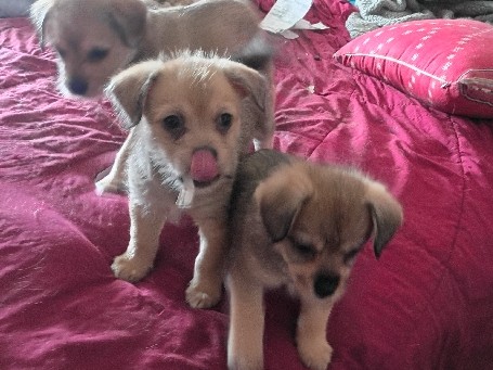 Jack Russell Terrier – jackshunds puppies – La Puente