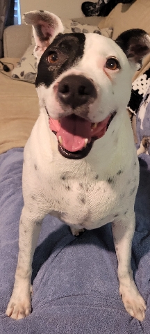 American Pit Bull Terrier – need to rehome this cuddle bug ASAP