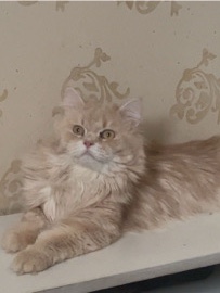 Persian (Modern) - cats for sale persian  available for adoption in جدة