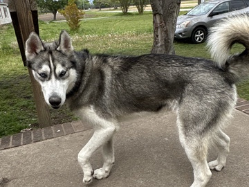 Siberian Husky – kilo needs a new home – Wilson