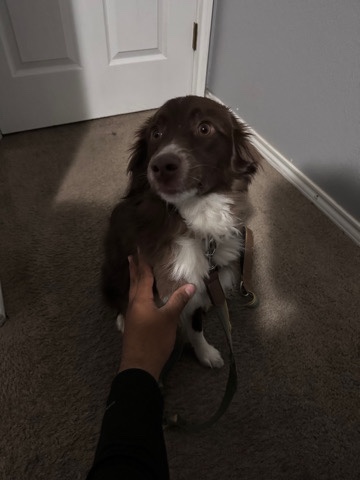 Miniature Australian Shepherd – Mini Australian Shepard