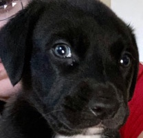 Border Collie – Rehome