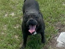 American Bulldog – American Bully Pocket (Moving and can not take him with me) – Walterboro