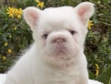 French Bulldog – PINK Fluffy Big Rope Frenchie – Sioux Falls