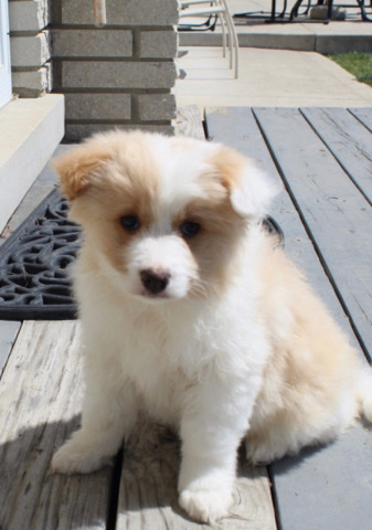 American Eskimo Dog – selling American Eskimo puppy