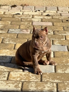 American Bulldog – Pocket Bully