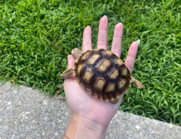 Any – Female sulcata