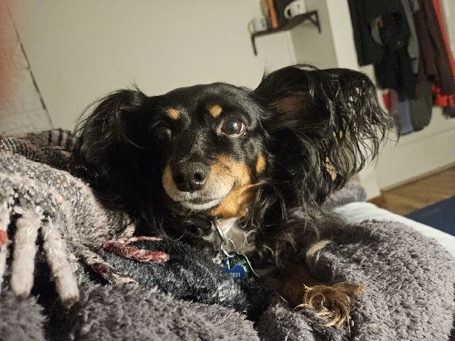 Dachshund – reactive senior dog needs more care than I can provide – Everett
