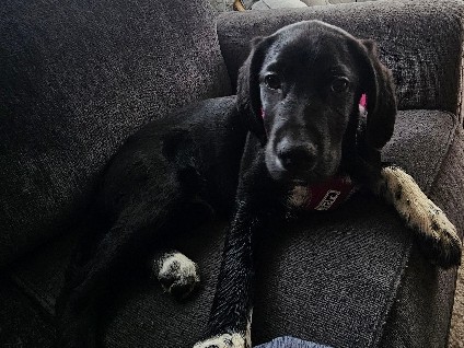 Labrador Retriever – Black Lab mix puppy – Tacoma