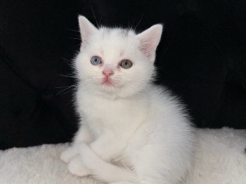 British Shorthair – Süße BKH Kitten in liebevolle Hände abzugeben – Höhr-Grenzhausen