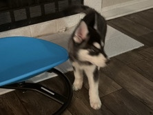 Labrador Husky – puppy for sell – Las Vegas