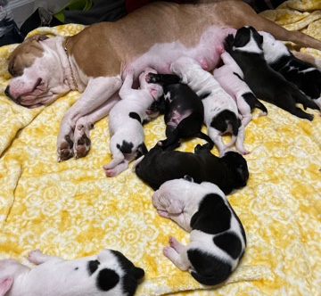 American Pit Bull Terrier – Pitbull Pups!