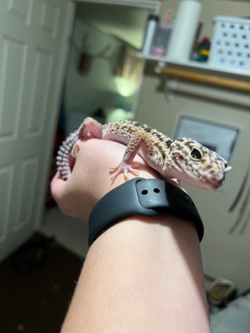 Fat Tailed Iranian Lizard
