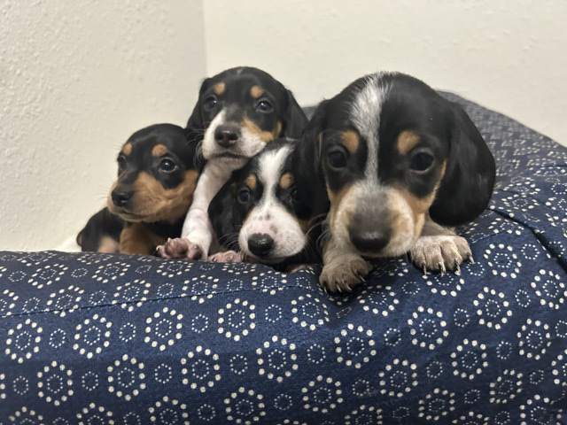I have 4 beautiful Miniature Dachshund puppies looking for loving forever homes