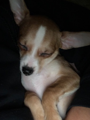 Chihuahua – Needs a new home asap.