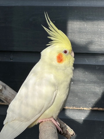Cockatiels for Sale