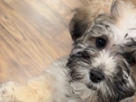 Maltese – Pup for sale !!! – Houston