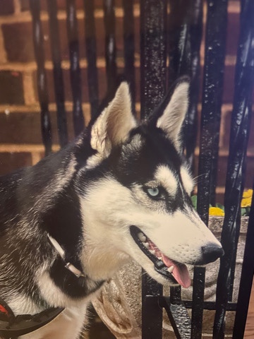 Siberian Husky – Sell/Rehime