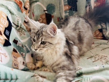 Image of Maine Coon