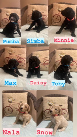 golden sheepadoodle puppies!